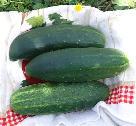 The Healthy Muncher Cucumber - Minneopa Orchards