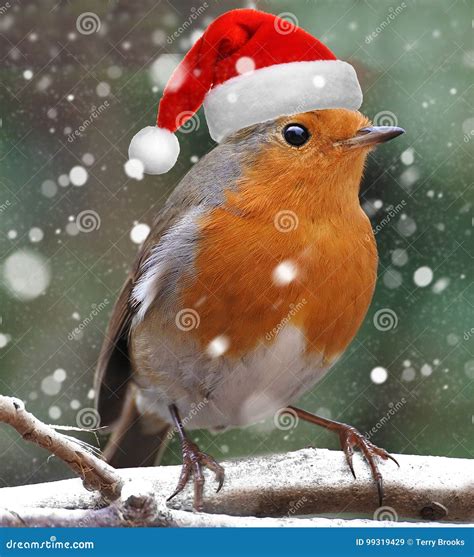 Christmas Robin Dressed As Santa Claus Stock Image - Image of claws, songbird: 99319429