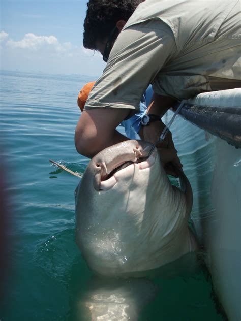 A slow finish to a fantastic weekend of shark research! – Shark ...