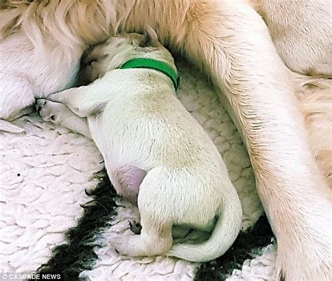 Dog gives birth to a GREEN puppy | Daily Mail Online