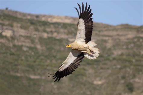 Egyptian Vulture - A-Z Animals