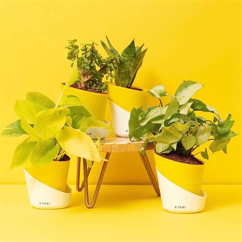 Kyari Indoor Plants Combo of Jade, Golden Money Plant, Syngonium White ...