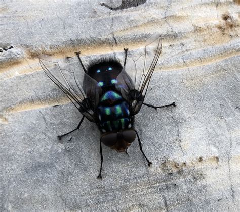 species identification - What Type of fly is this? its huge - Biology ...