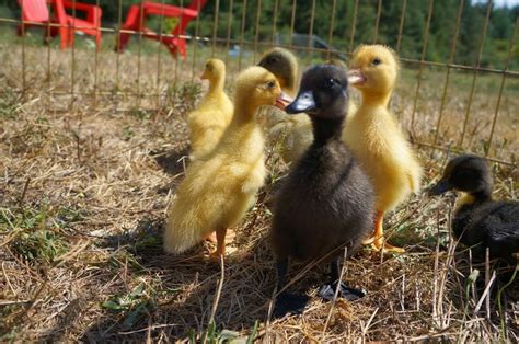 Daily Duck Eggs: Why I chose to raise ducks | Duck, Raising ducks ...