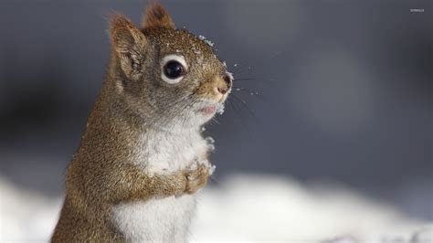 Squirrel in the snow wallpaper - Animal wallpapers - #47543