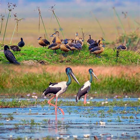 Bharatpur Bird Sanctuary