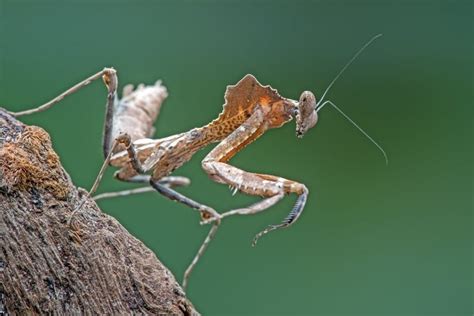 Praying Mantis Symbolism - Spirit Animal Totems