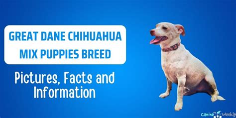 Great Dane Chihuahua Mix Puppies: Breed Information With Pictures