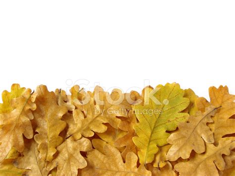 Oak Leaves Border Stock Photo | Royalty-Free | FreeImages