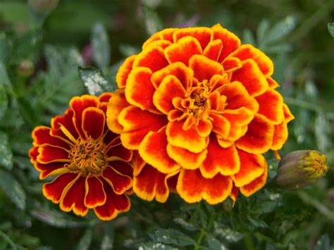 Marigold (October Flower of the Month) - Brant Florist Blog