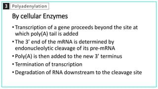 mRNA processing | PPT