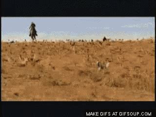 Herding Cats GIF - Herding Cats Silly - Discover & Share GIFs