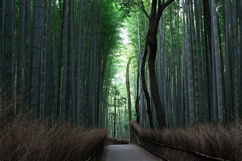 Mengunjungi Arashiyama di Kyoto: Petualangan Alam dan Wisata Budaya - Klayapan.Com | Travel ...