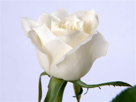 White Rose Wallpapers - Wallpaper Cave