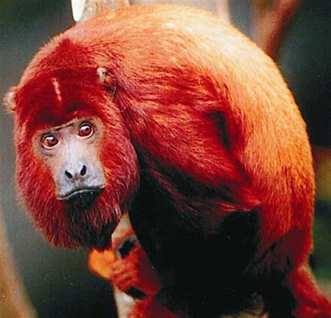 Howler Monkeys - Jungle Noisemakers - World's Loudest Animal? | Animal Pictures and Facts ...