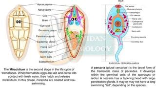 Larval Stage in Different Animal | PPT