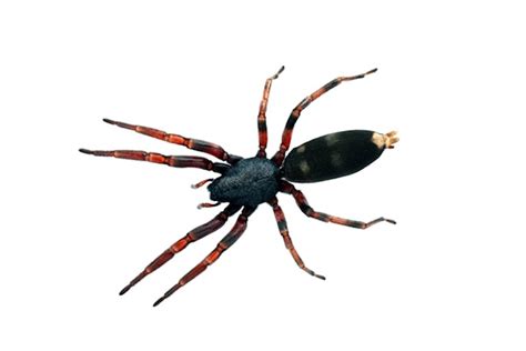 White Tail Spiders – All you need to know! - PestXpert