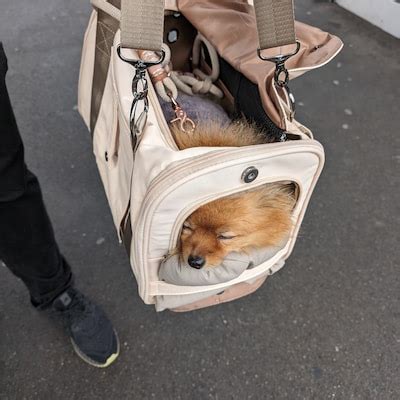 Pet Carrier , Soft Sided airline Compliant Dog Carrier for Small Dogs ...