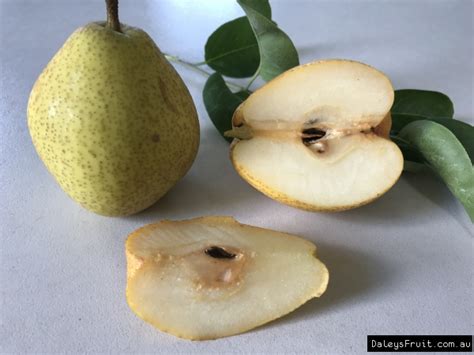 Nashi Pear Fruit - Pyrus pyrifolia