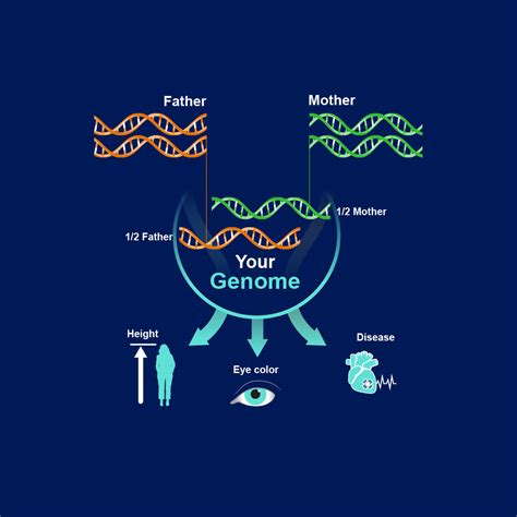 The Building Blocks of Life: What is a Genome? ⋆ FutureNow