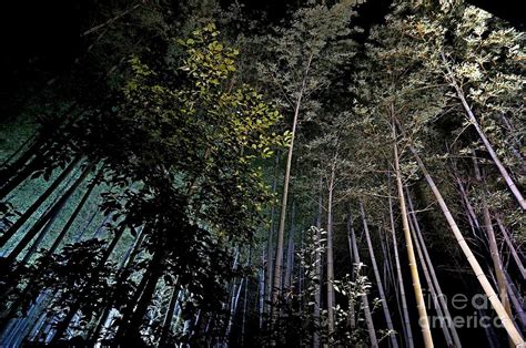 Kyoto bamboo forest at night Photograph by Sergey Reznichenko - Fine ...