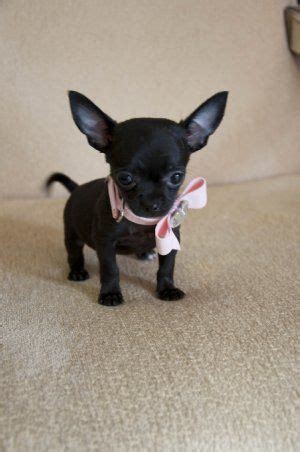 OMG give me!! Black Chihuahua, Teacup Chihuahua Puppies, Chihuahua Love, Cute Dogs, Tiny Puppies ...