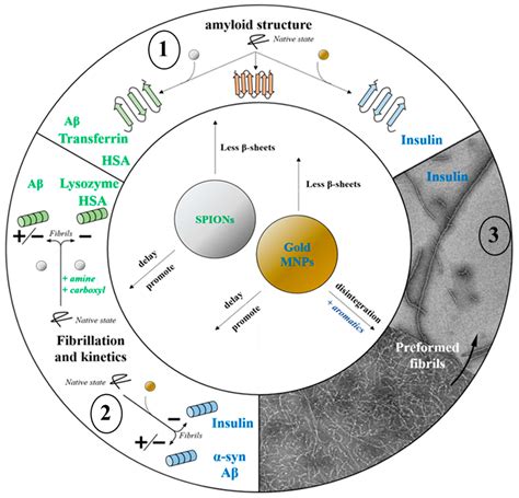 Nanomaterials | Free Full-Text | Magnetic Nanoparticles Applications for Amyloidosis Study and ...