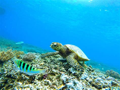 Loggerhead Sea Turtle Habitat