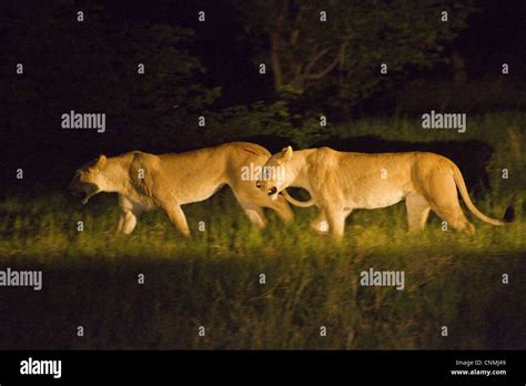 Lion Hunting Night High Resolution Stock Photography and Images - Alamy