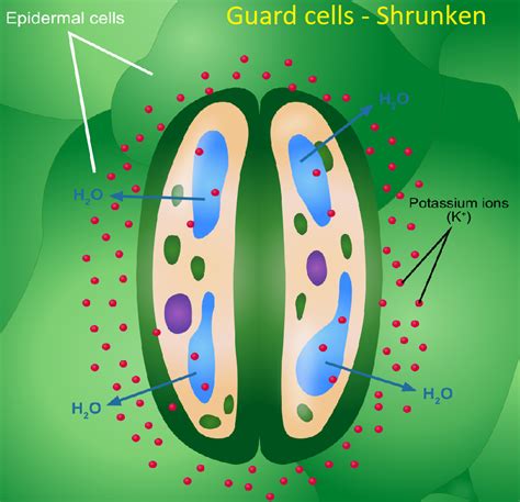 What are guard cells? Explain their role in regulating transpiration