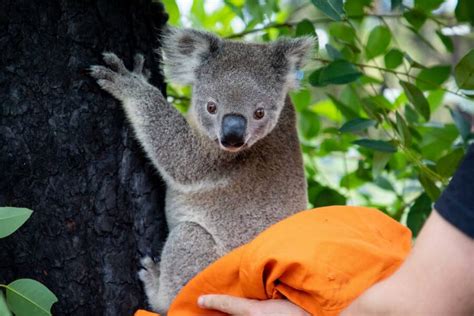 See Rescued Koalas As They Are Released From The Hospital Following ...