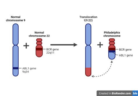 The Philadelphia Chromosome- Leukemia, Translocation, Diagnostic Tests