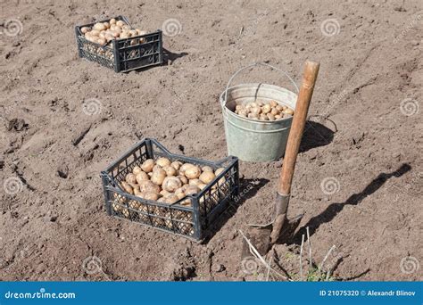 Harvesting potatoes stock photo. Image of tuber, vegetable - 21075320