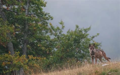 Italy’s Endemics – Apennine Wolf, Marsican Bear, Apennine Chamois and ...