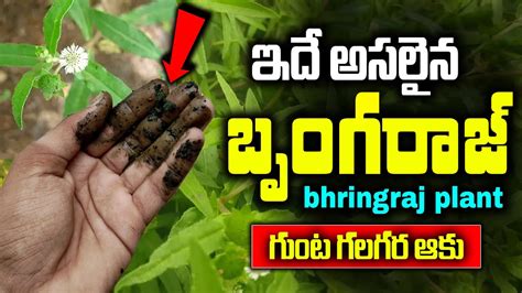 కాటుక ఆకు గురించి తెలుసా |bhringraj plant uses in telugu || gunta ...