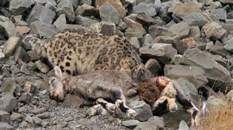 Snow leopard eating prey - Stock Video Clip - K002/9155 - Science Photo ...