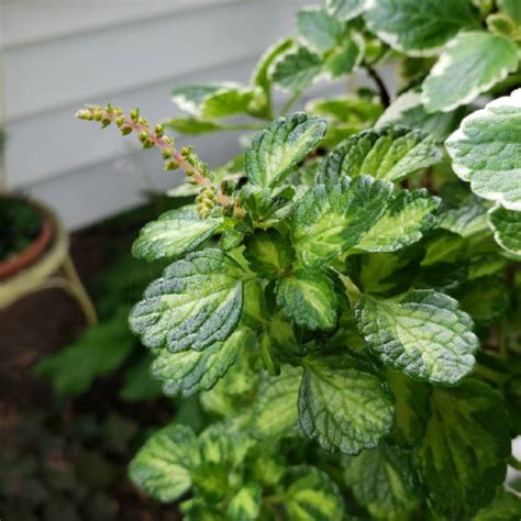 Plectranthus forsteri 'Marginatus' syn. Plectranthus coleoides 'Marginatus', Plectranthus ...