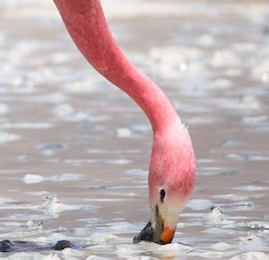 Andean Flamingo - Animal Facts and Information