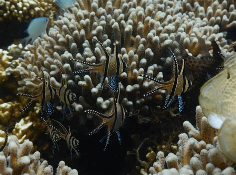 Peta Geologi Lembar Banggai Cardinalfish Habitat - IMAGESEE