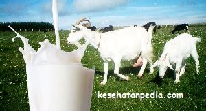 Manfaat Susu Kambing untuk Kesehatan Tubuh - kesehatanpedia