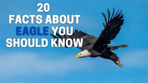 Bald Eagle Interesting Facts