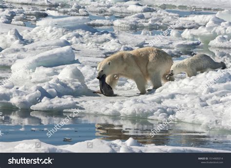 Polar Bear Catching Seal