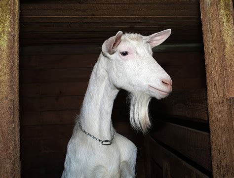 Royalty Free Saanen Goat Pictures, Images and Stock Photos - iStock