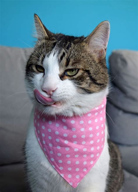 Pink Cat Bandana Polka Dot Pet Bandana Snap on Bandana for | Etsy | Pet ...