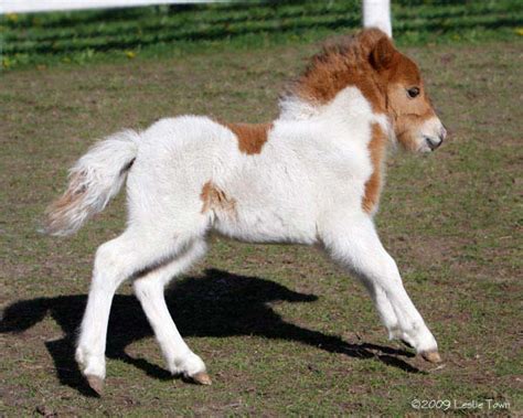 Miniature filly horse