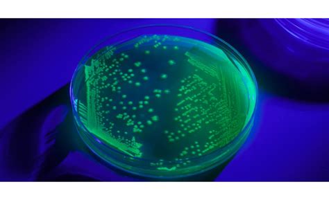 Microbiologics Green Fluorescent Protein Marked Microbial Controls ...