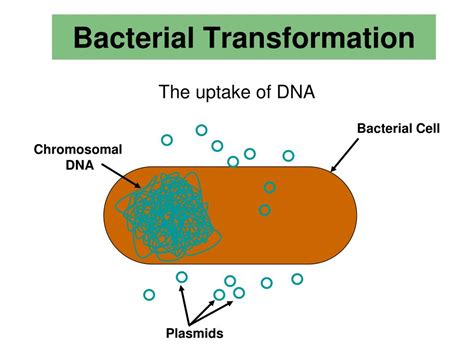 PPT - pGLO Transformation LAB AP LAB 6 PowerPoint Presentation, free download - ID:550588