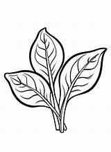 4 Spinach Coloring Pages For Kids  ShadeMaze sketch template
