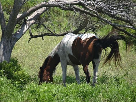 Wild horse aka banker | Ocracoke island, Ocracoke, Horses