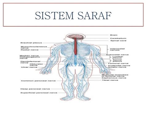 Sistem Saraf Pada Manusia dan Fungsinya - berbagaireviews.com